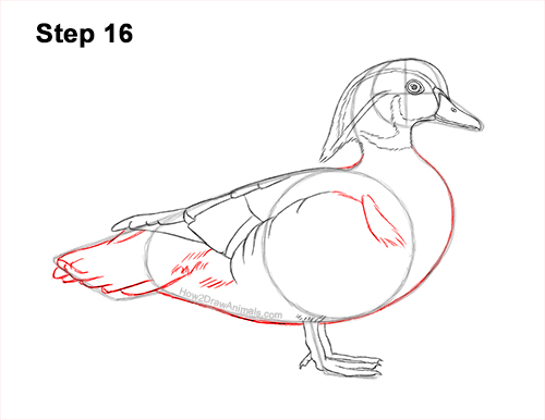 How to Draw a Wood Duck Male Drake Carolina 16