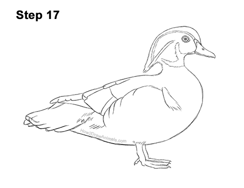 How to Draw a Wood Duck Male Drake Carolina 17