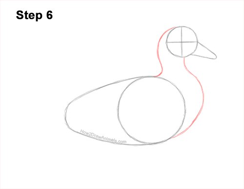 Draw a Wood Duck Side 6 How to Draw a Wood Duck Male Drake Carolina 6