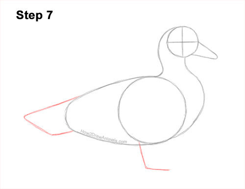 Draw a Wood Duck Side 7 How to Draw a Wood Duck Male Drake Carolina 7