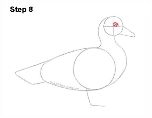 Draw a Wood Duck Side 8 How to Draw a Wood Duck Male Drake Carolina 8