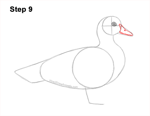 Draw a Wood Duck Side 9 How to Draw a Wood Duck Male Drake Carolina 9