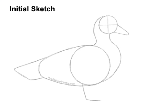 Draw a Wood Duck Side Guidelines How to Draw a Wood Duck Male Drake Carolina Guides Lines
