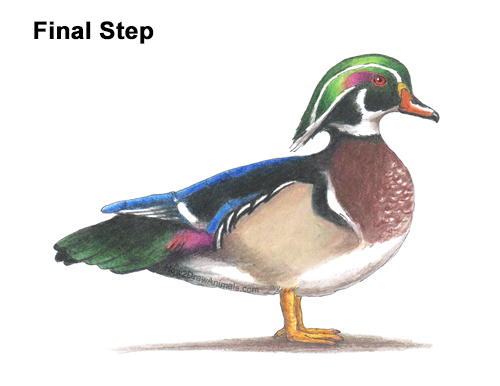 How to Draw a Wood Duck Male Drake Carolina Color