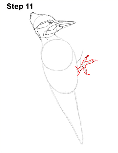 Draw Pileated Woodpecker 11