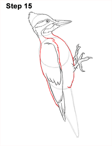 Woodpecker Bird Drawing 15 Draw Pileated Woodpecker 15