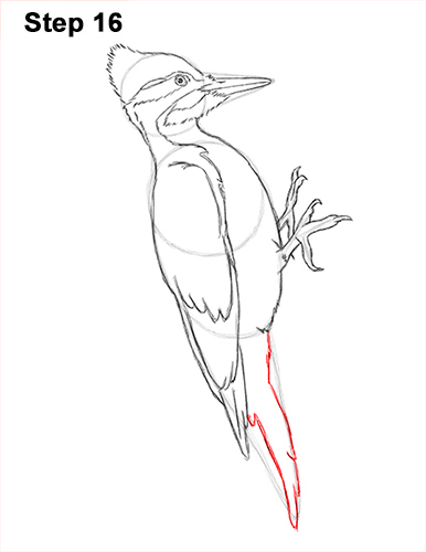 Woodpecker Bird Drawing 16 Draw Pileated Woodpecker 16