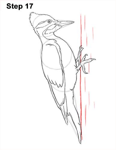Woodpecker Bird Drawing 17 Draw Pileated Woodpecker 17