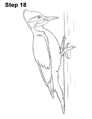 Woodpecker Bird Drawing 18 Draw Pileated Woodpecker 18