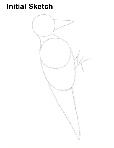 Draw Pileated Woodpecker Sketch
