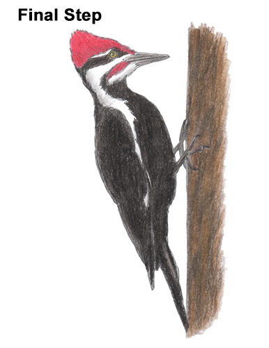 Woodpecker Bird Drawing Draw Pileated Woodpecker