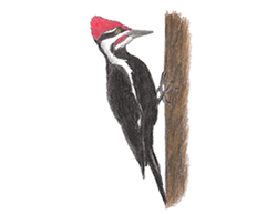How to Draw a Woodpecker