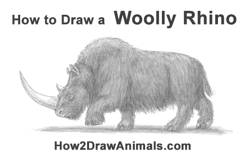 Draw a Woolly Rhino How to Draw a Woolly Rhinoceros