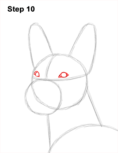 How to Draw a Xoloitzcuintle Mexican Hairless Dog 10