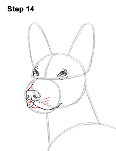 How to Draw a Xoloitzcuintle Mexican Hairless Dog 14