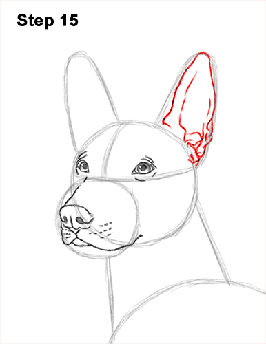 Draw a Standard Xolo Dog 15 How to Draw a Xoloitzcuintle Mexican Hairless Dog 15