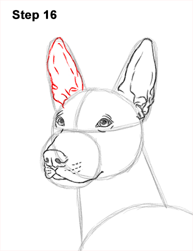 Draw a Standard Xolo Dog 16 How to Draw a Xoloitzcuintle Mexican Hairless Dog 16