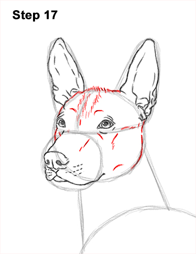 Draw a Standard Xolo Dog 17 How to Draw a Xoloitzcuintle Mexican Hairless Dog 17
