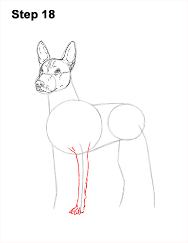 Draw a Standard Xolo Dog 18 How to Draw a Xoloitzcuintle Mexican Hairless Dog 18
