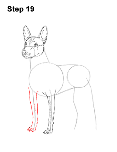Draw a Standard Xolo Dog 19 How to Draw a Xoloitzcuintle Mexican Hairless Dog 19