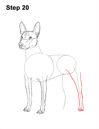 Draw a Standard Xolo Dog 20 How to Draw a Xoloitzcuintle Mexican Hairless Dog 20