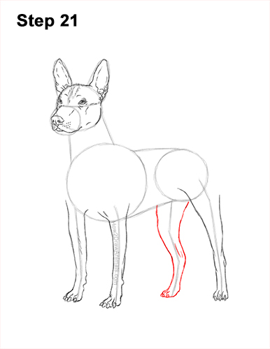 Draw a Standard Xolo Dog 21 How to Draw a Xoloitzcuintle Mexican Hairless Dog 21