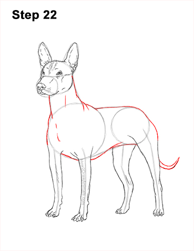 Draw a Standard Xolo Dog 22 How to Draw a Xoloitzcuintle Mexican Hairless Dog 22