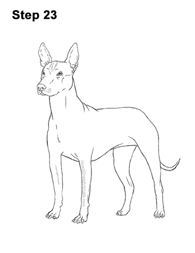 Draw a Standard Xolo Dog 23 How to Draw a Xoloitzcuintle Mexican Hairless Dog 23