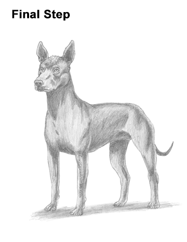 Draw a Standard Xolo Dog How to Draw a Xoloitzcuintle Mexican Hairless Dog