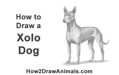 How to Draw a Xoloitzcuintle Mexican Hairless Dog