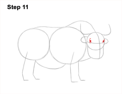 How to Draw a Domestic Himalayan Tibet Yak 11