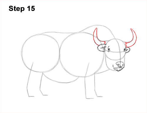 How to Draw a Domestic Himalayan Tibet Yak 15