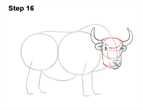 How to Draw a Domestic Himalayan Tibet Yak 16