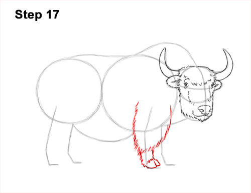 How to Draw a Domestic Himalayan Tibet Yak 17