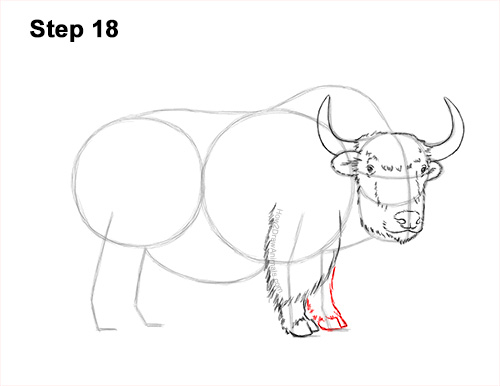 How to Draw a Domestic Himalayan Tibet Yak 18