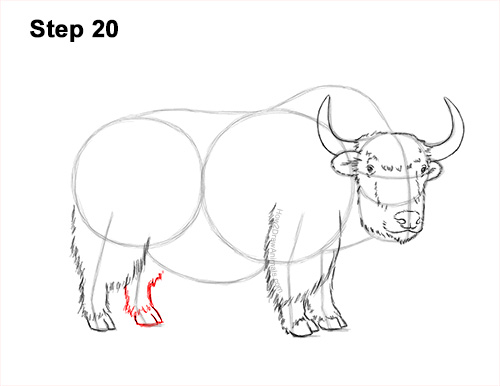 Draw a Wild Yak 20 How to Draw a Domestic Himalayan Tibet Yak 20