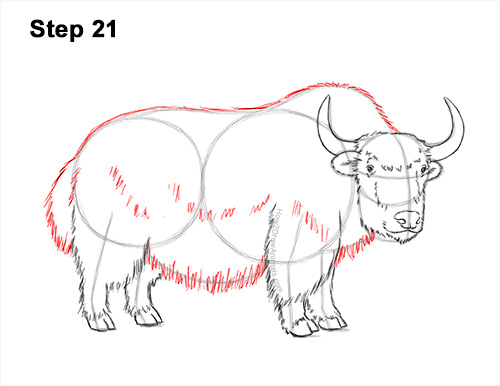 Draw a Wild Yak 21 How to Draw a Domestic Himalayan Tibet Yak 21