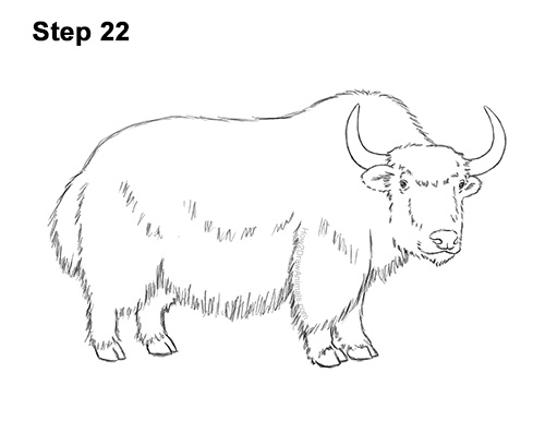 Draw a Wild Yak 22 How to Draw a Domestic Himalayan Tibet Yak 22