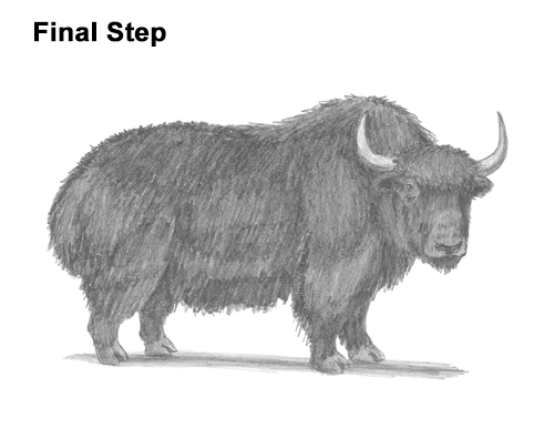 Draw a Wild Yak How to Draw a Domestic Himalayan Tibet Yak