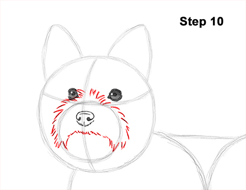 Yorkie Dog Drawing 10 Draw Yorkshire Terrier 10