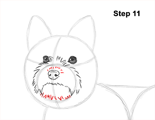 Yorkie Dog Drawing 11 Draw Yorkshire Terrier 11