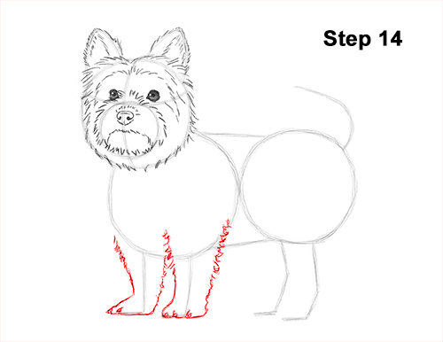 Yorkie Dog Drawing 14 Draw Yorkshire Terrier 14
