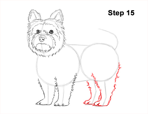 Draw Yorkshire Terrier 15