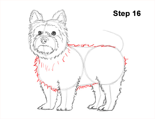 Draw Yorkshire Terrier 16