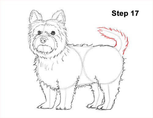 Draw Yorkshire Terrier 17