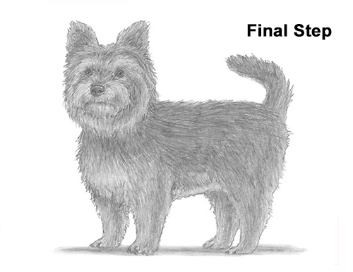 Draw Yorkshire Terrier