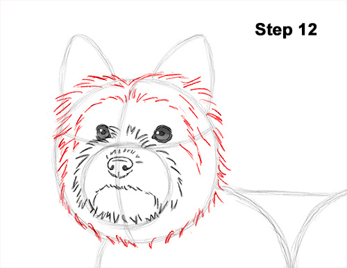 Yorkie Dog Drawing 12 Draw Yorkshire Terrier 12