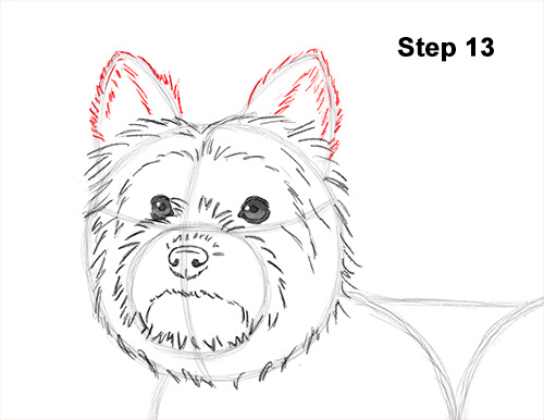 Yorkie Dog Drawing 13 Draw Yorkshire Terrier 13