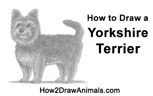 Draw a Yorkshire Terrier Dog How to Draw a Yorkshire Terrier Dog