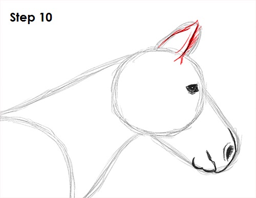 Draw Zebra 10